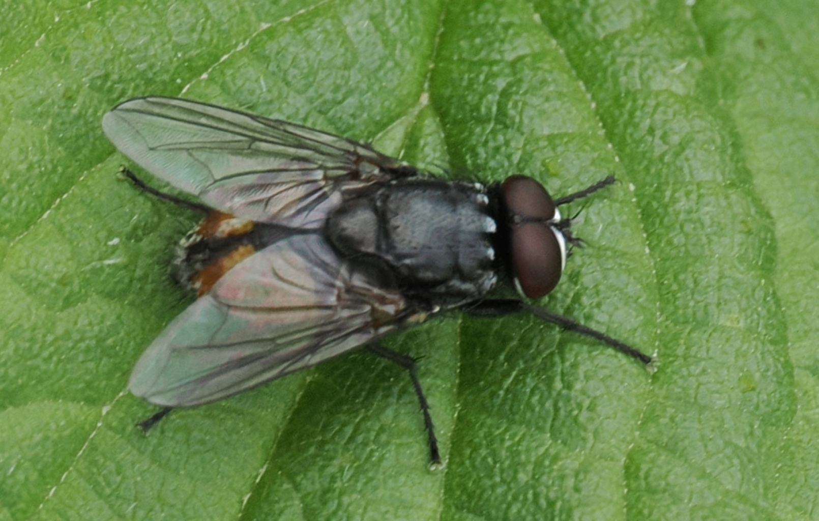 Musca-autumnalis